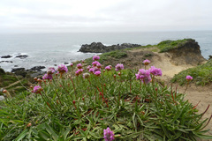 Armeria maritima californica