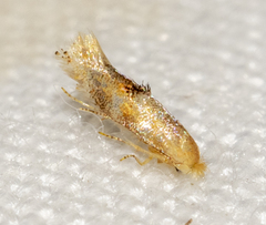 Bucculatrix coronatella