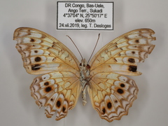 Phalanta eurytis eurytis