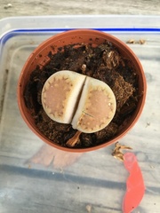 Lithops