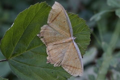 Thinopteryx crocoptera