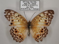 Phalanta eurytis eurytis