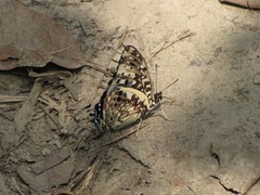 Charaxes etesipe etesipe