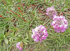 Armeria maritima californica