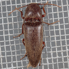 Elaterini