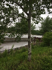Populus tremuloides