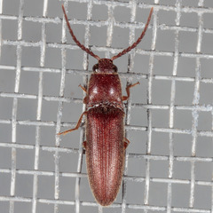 Dipropus simplex