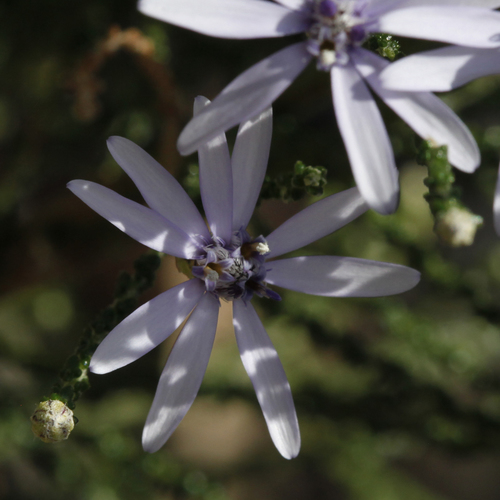 Olearia ramosissima observed 2020-06-12