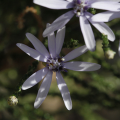 Olearia ramosissima