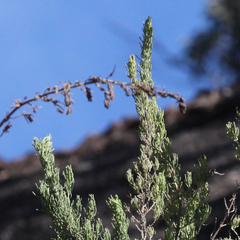 Prostanthera teretifolia