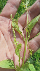 Atriplex hortensis