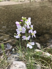 Cardamine polemonioides