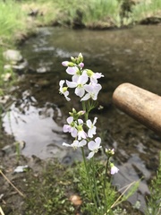 Cardamine polemonioides