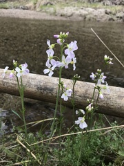 Cardamine polemonioides