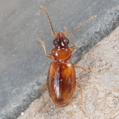 Tachys scitulus