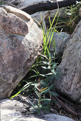 Olearia oppositifolia