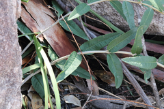 Olearia oppositifolia