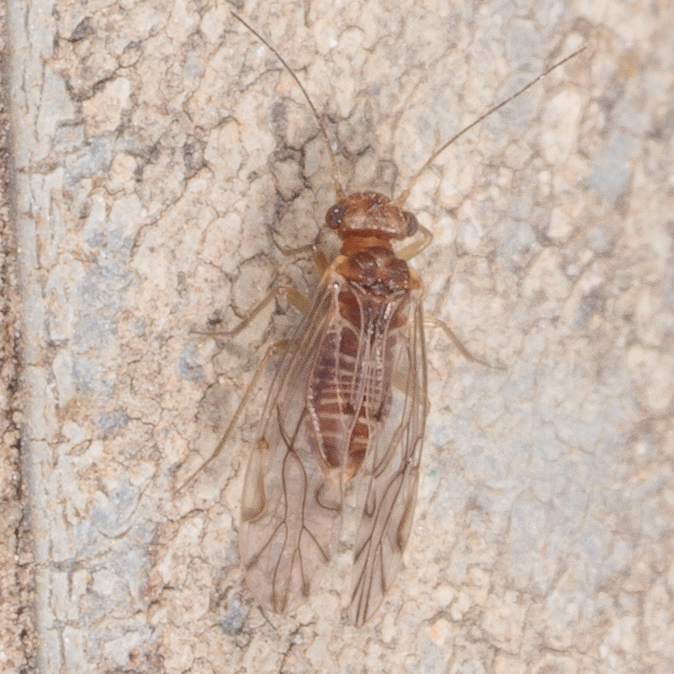 Bark lice