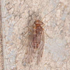 Lachesilla nubilis