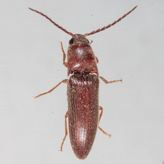 Dipropus simplex