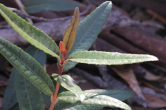 Olearia oppositifolia