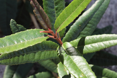 Olearia oppositifolia
