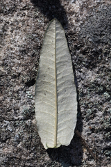 Olearia oppositifolia