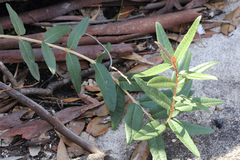 Olearia oppositifolia