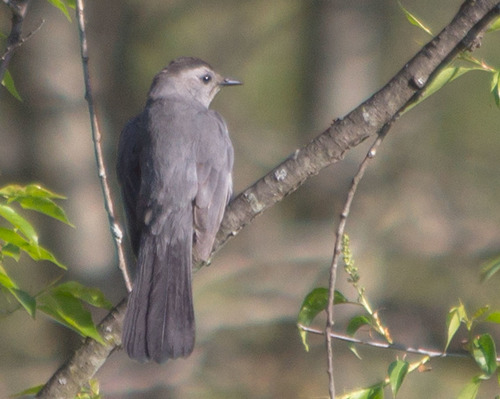 photo of Gray Catbird (Dumetella carolinensis)
