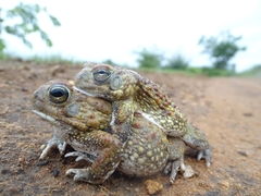 Sclerophrys pentoni