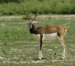 Antilope cervicapra