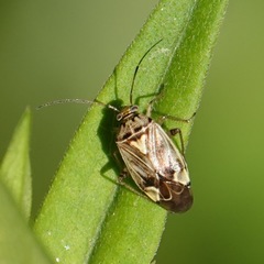 Lygus lineolaris