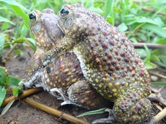 Sclerophrys pentoni