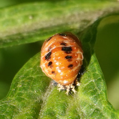 Harmonia axyridis