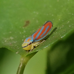 Graphocephala coccinea