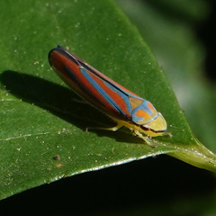 Graphocephala coccinea