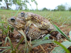 Sclerophrys pentoni