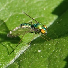 Condylostylus comatus