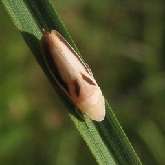 Hecalus montanus