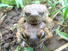 Sclerophrys pentoni