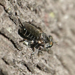 Atomosia puella