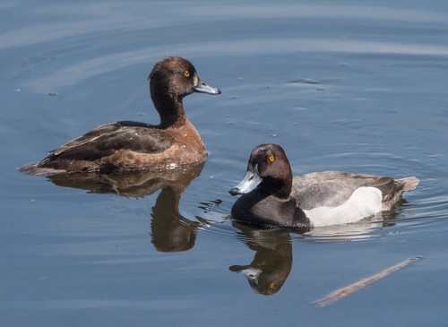 Common Pochard x Tufted Duck