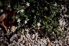 Orianthera serpyllifolia