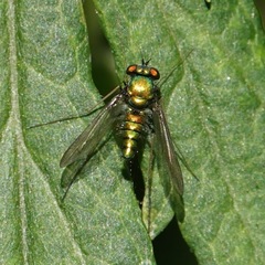 Condylostylus comatus