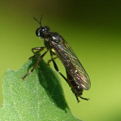 Dioctria hyalipennis