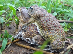 Sclerophrys pentoni