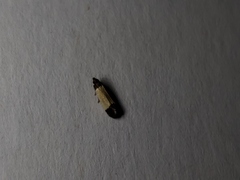 Anacampsis coverdalella