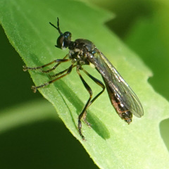 Dioctria hyalipennis