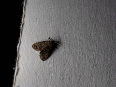 Aglossa pinguinalis