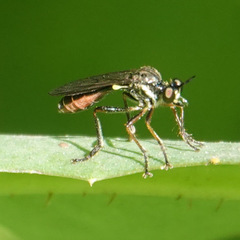 Dioctria hyalipennis